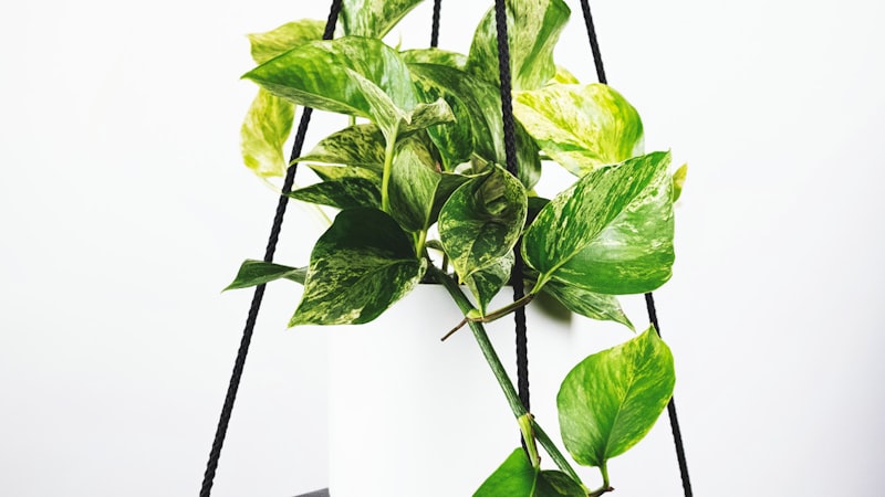 英超联赛阿森纳对阵曼联的激烈比赛直播画面